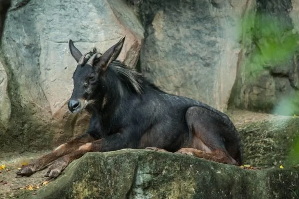 921212.C.C四不像中心版V74.8.184.5安卓系统版本-好用